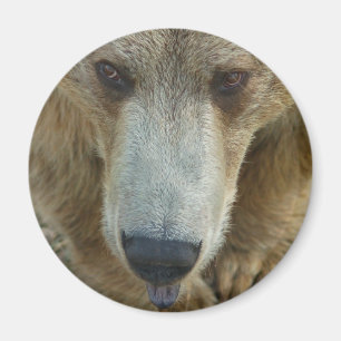 Björnar Slickande Magnet
