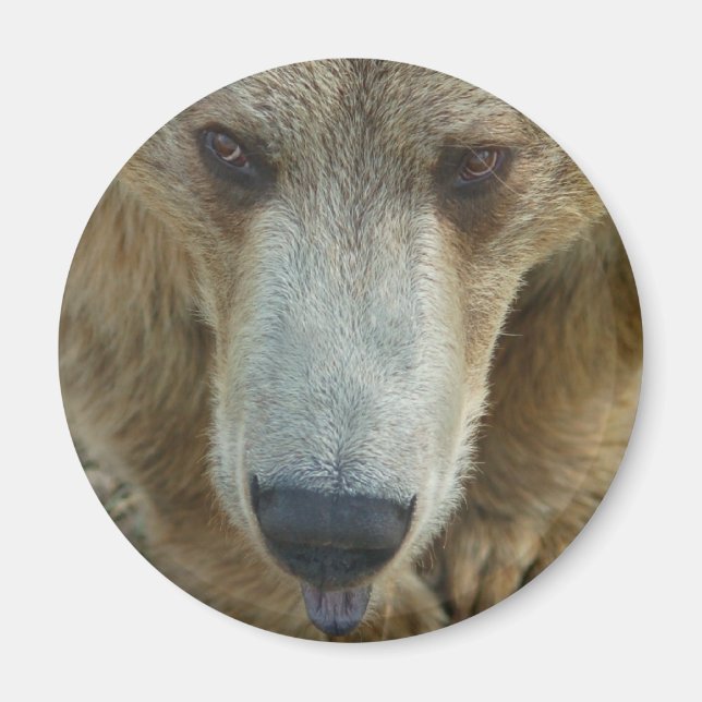 Björnar Slickande Magnet (Framsidan)