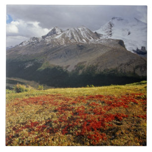 Björnbär i tidig höst Athabasca Peak i den Kakelplatta