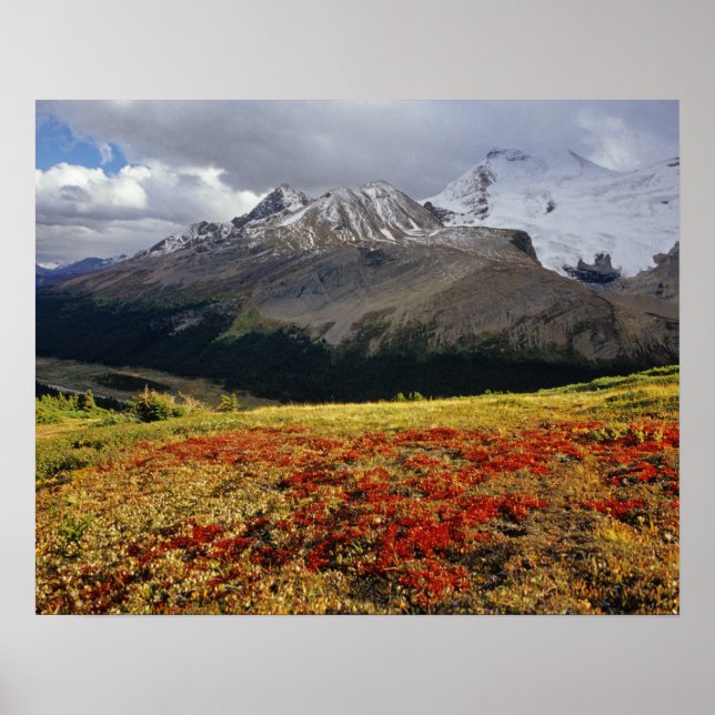 Björnbär i tidig höst Athabasca Peak i Poster (Framsidan)