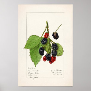 Björnbär (Rubus subg. Rubus Watson) Frukt Poster