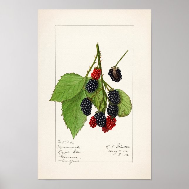Björnbär (Rubus subg. Rubus Watson) Frukt Poster (Framsidan)