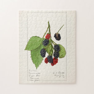 Björnbär (Rubus subg. Rubus Watson) Frukt Pussel