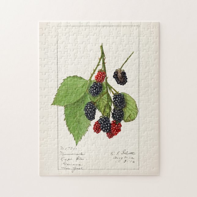 Björnbär (Rubus subg. Rubus Watson) Frukt Pussel (Vertikal)