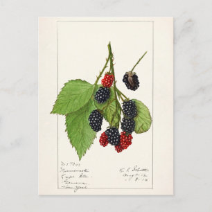 Björnbär (Rubus subg. Rubus Watson) Frukt Vykort