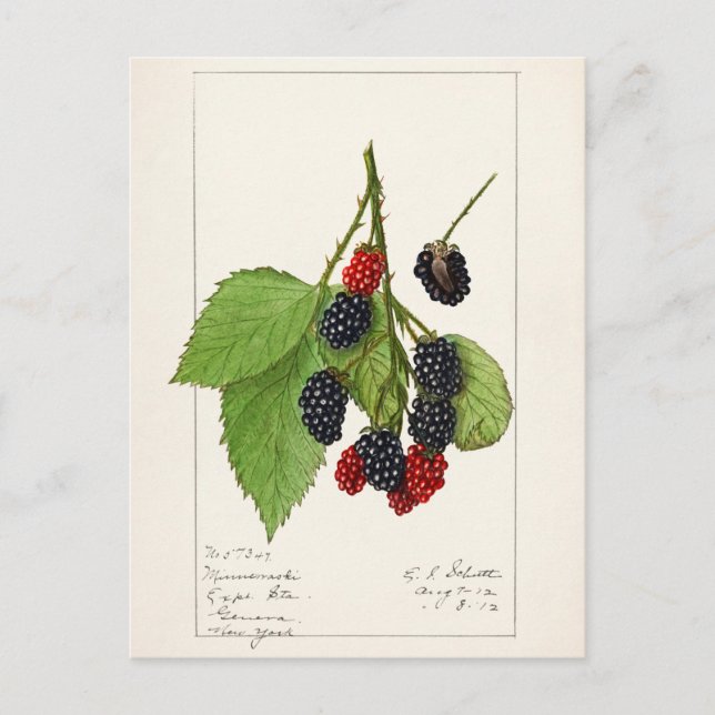 Björnbär (Rubus subg. Rubus Watson) Frukt Vykort (Framsida)