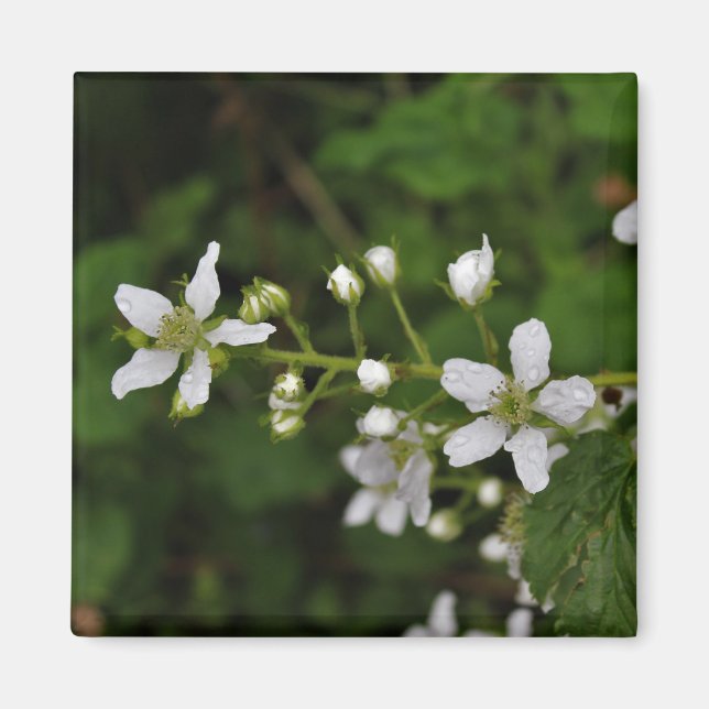 Björnbärblommar Magnet (Framsidan)