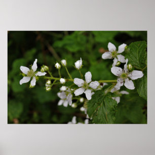 Björnbärblommar Poster