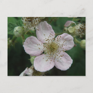 Björnbärsblomma Makrovykort Vykort