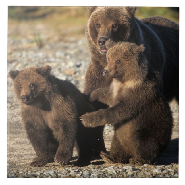 Björnbjörn, grizzbjörn, sugga med unge på kusten kakelplatta (Framsidan)