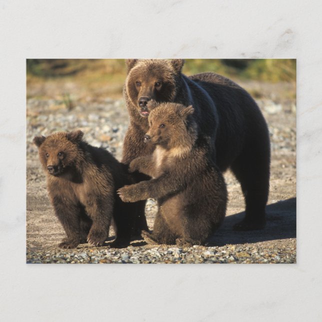 Björnbjörn, grizzbjörn, sugga med unge på kusten vykort (Framsida)