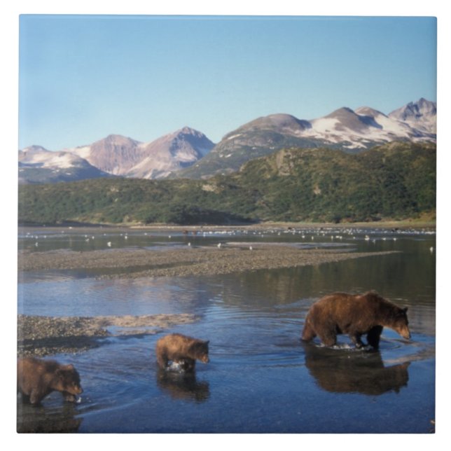 Björnbjörn, grizzbjörn, suggor och unge i kakelplatta (Framsidan)