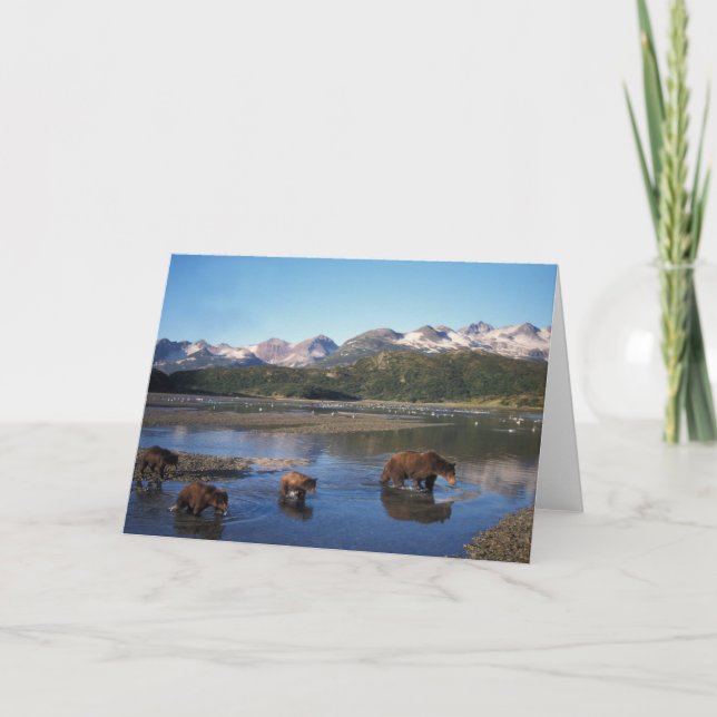 Björnbjörn, grizzlybjörn, suggor och unge i kort (Framsida)