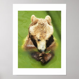 Björnbjörn i vatten poster
