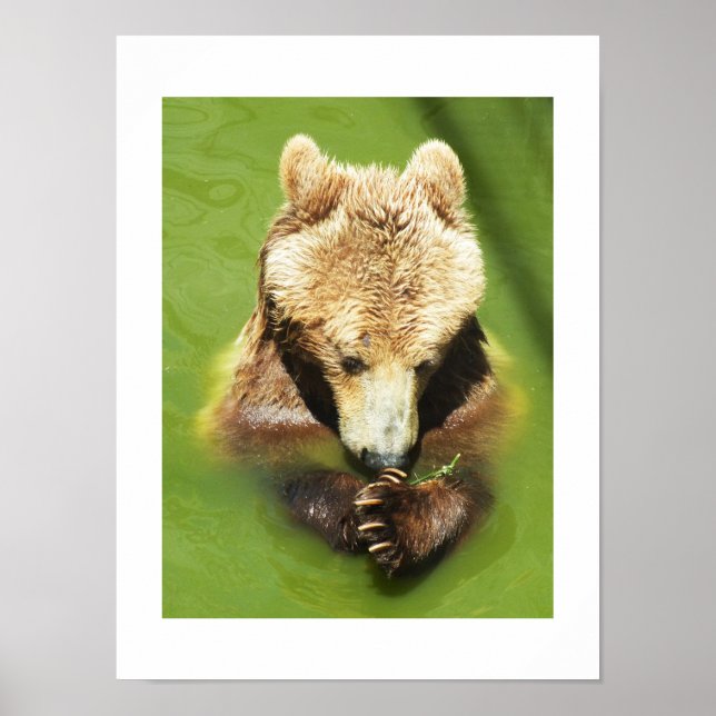 Björnbjörn i vatten poster (Framsidan)