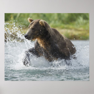 Björnbjörn jagar lax i floden poster