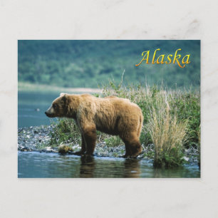 Björnbjörn Kodiak, Alaska Vykort