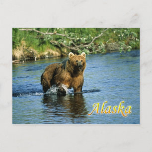 Björnbjörn Kodiak, Alaska Vykort