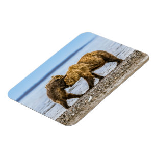 Björnbjörnar Magnet