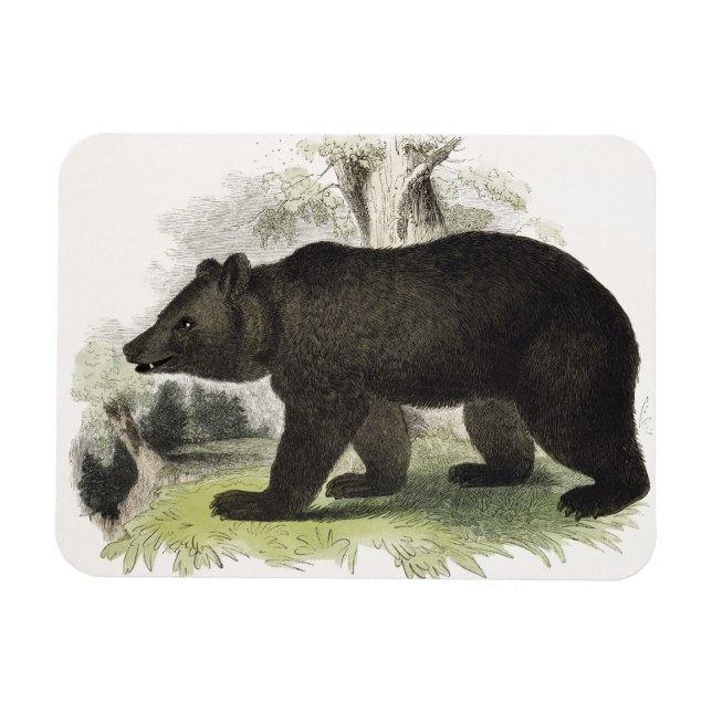 Björnbjörnen, fostrande illustration pub. magnet (Horisontell)