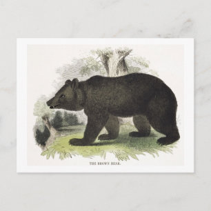 Björnbjörnen, fostrande illustration pub. vykort