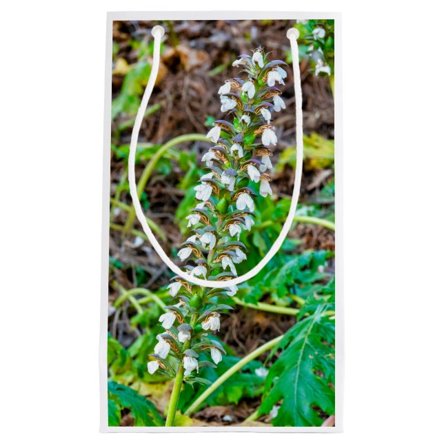 Björnbröd (Framsidan)