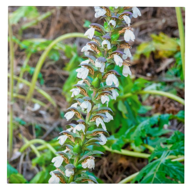 Björnbröd Kakelplatta (Framsidan)