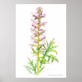 Björnbröst Acanthus mollis vattenfärgsart Poster