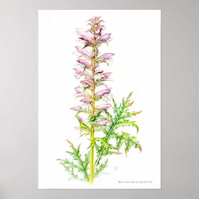 Björnbröst Acanthus mollis vattenfärgsart Poster (Framsidan)