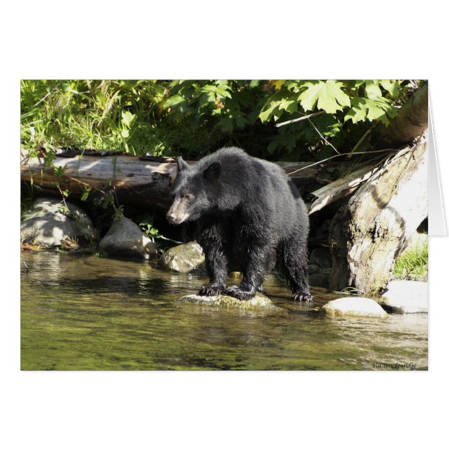 Björndesign för djur- och viltlevande bärare hälsningskort (Framsidan Horizontal)