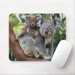 Björnen mor och Baby Koala Musmatta