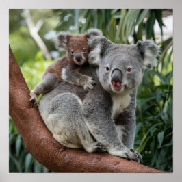 Björnen mor och Baby Koala Poster