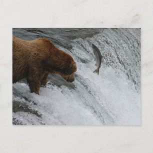 Björnfisk, Brooks Falls Alaska Vykort