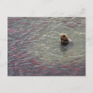 Björnfiske efter lax i Katmai nationalpark Vykort