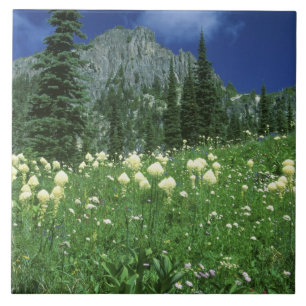 Björngräs vid Eunice Lake, Mt. Rainier NP, WA, Kakelplatta