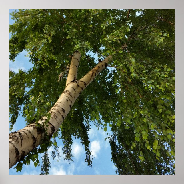 björnparaply poster (Framsidan)