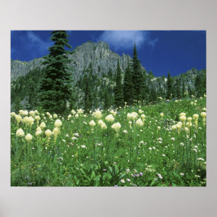 Björnråtta vid Eunice Lake, Mt. Rainier NP, WA, Poster
