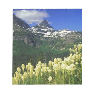 Björnsläktet gräs vid Logan Pass i Glacier Nationa Anteckningsblock