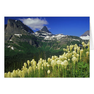 Björnsläktet gräs vid Logan Pass i Glacier Nationa Hälsningskort