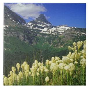 Björnsläktet gräs vid Logan Pass i Glacier Nationa Kakelplatta