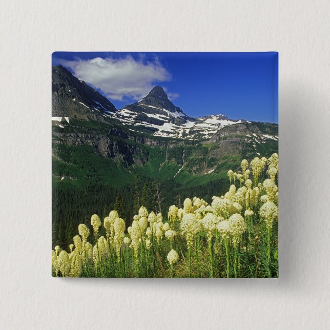 Björnsläktet gräs vid Logan Pass i Glacier Nationa Knapp (Framsida)