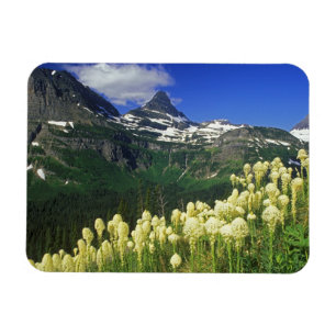 Björnsläktet gräs vid Logan Pass i Glacier Nationa Magnet