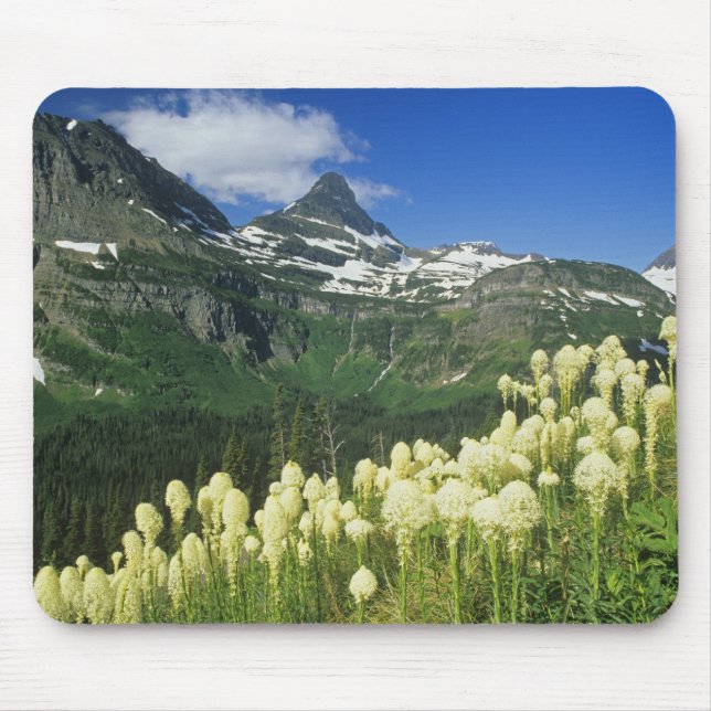 Björnslingor nära Logan Pass i Gacier National Musmatta (Framsidan)