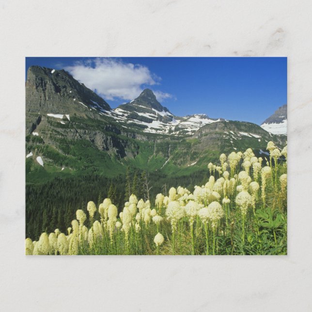 Björnslingor nära Logan Pass i Gacier National Vykort (Framsida)