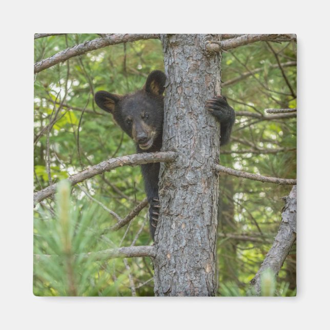 Björnunge som klättrar i träd magnet (Framsidan)