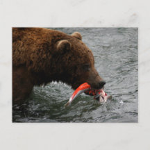 Björsduk, Brooks Falls Alaska