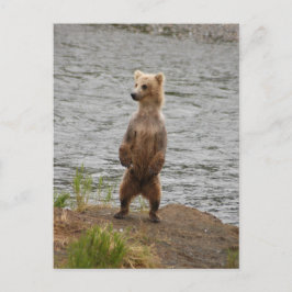 Björsduk, Brooks Falls Alaska Vykort