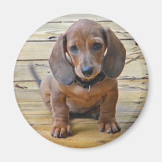 BK- Dachsund Puppy Magnet (Framsidan)