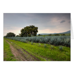 Blå Agave-landskapet Hälsningskort