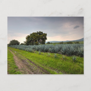 Blå Agave-landskapet Vykort